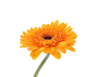 Photo of Beautiful orange gerbera flower isolated on white