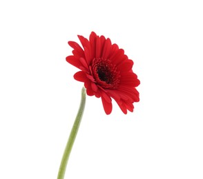 Beautiful red gerbera flower isolated on white