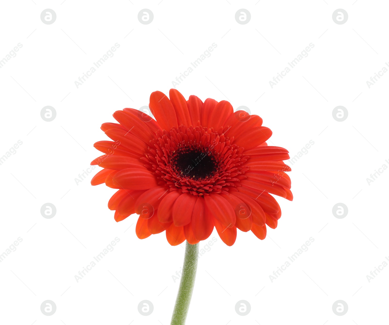 Photo of Beautiful orange gerbera flower isolated on white