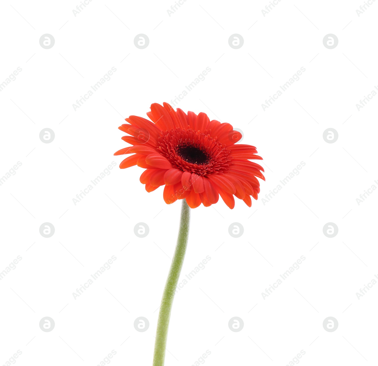 Photo of Beautiful orange gerbera flower isolated on white