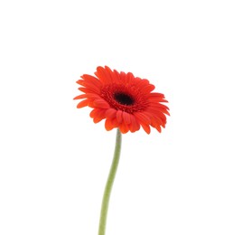 Photo of Beautiful orange gerbera flower isolated on white