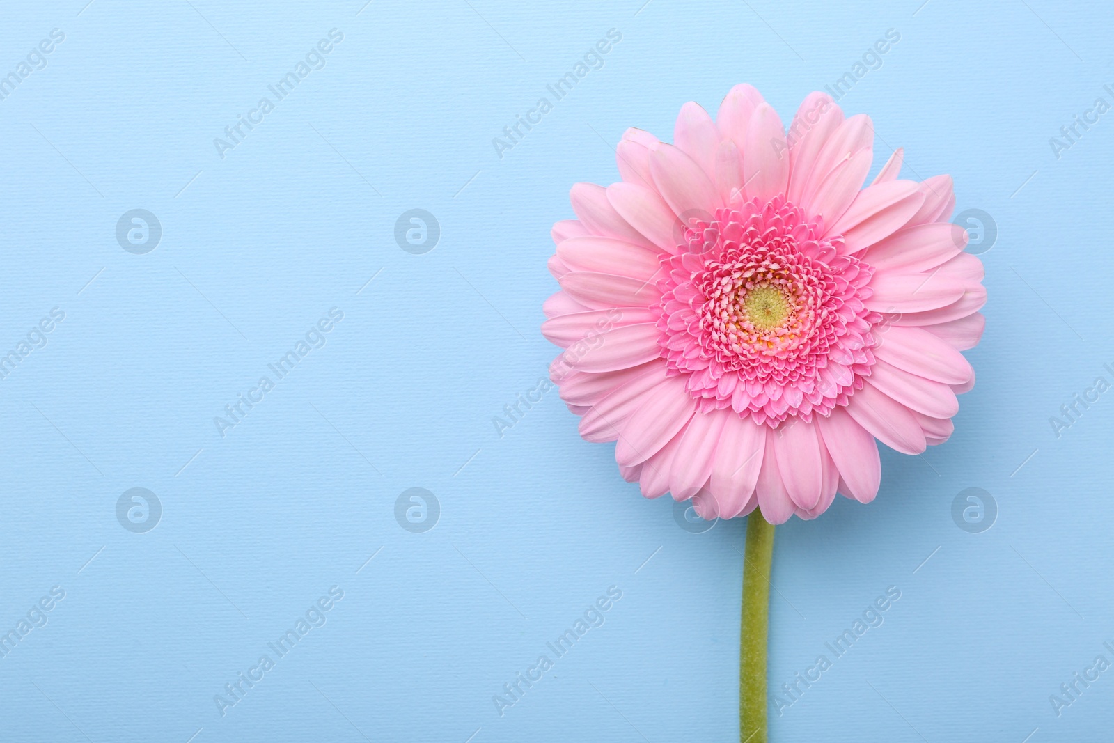 Photo of One beautiful pink gerbera flower on light blue background, top view. Space for text