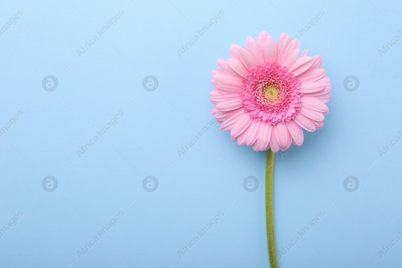 Photo of One beautiful pink gerbera flower on light blue background, top view. Space for text