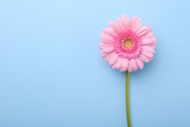 Photo of One beautiful pink gerbera flower on light blue background, top view. Space for text