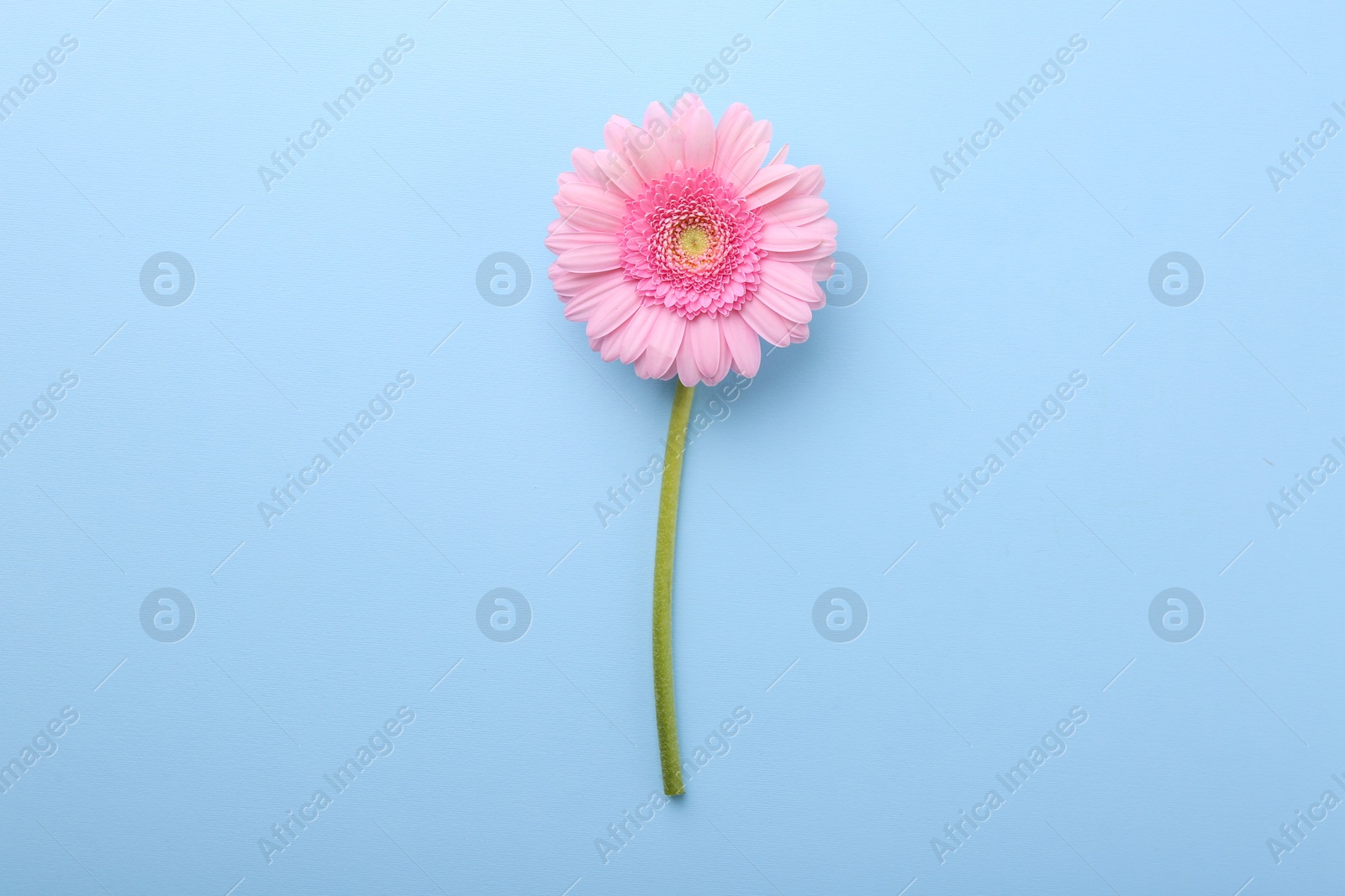 Photo of One beautiful pink gerbera flower on light blue background, top view