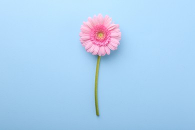 Photo of One beautiful pink gerbera flower on light blue background, top view