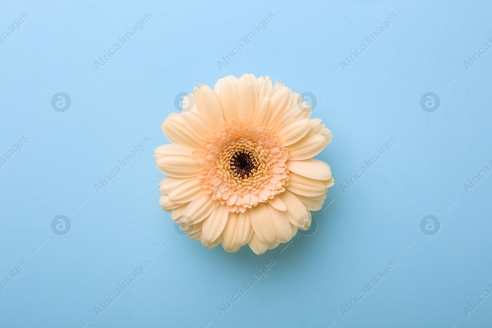 Photo of One beautiful tender gerbera flower on light blue background, top view