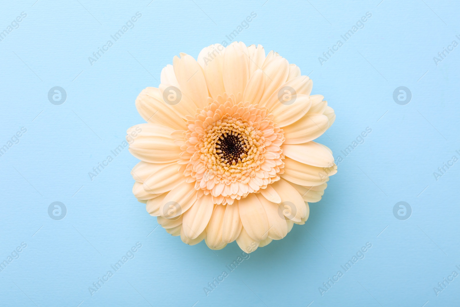 Photo of One beautiful tender gerbera flower on light blue background, top view