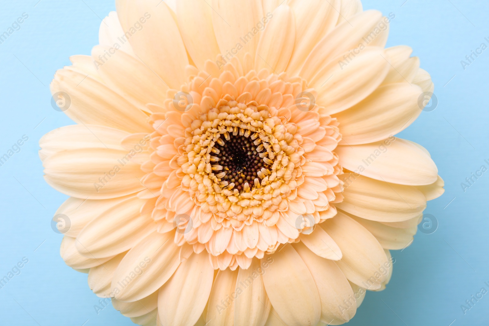 Photo of One beautiful tender gerbera flower on light blue background, top view