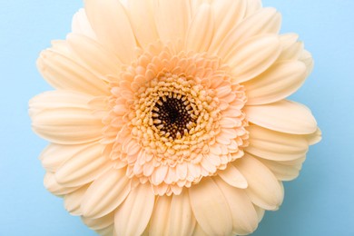 One beautiful tender gerbera flower on light blue background, top view