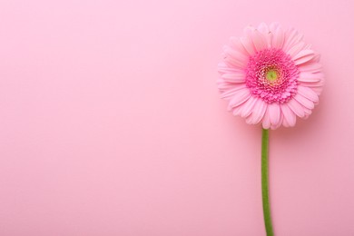 Photo of One beautiful tender gerbera flower on pink background, top view. Space for text