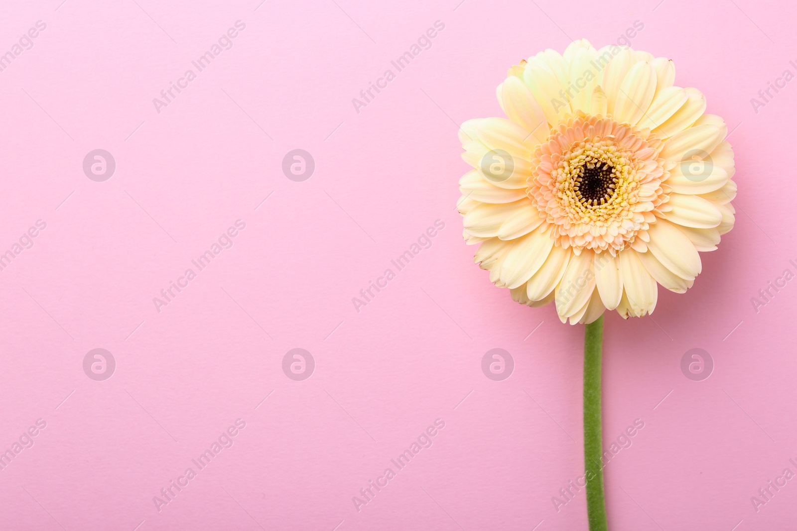 Photo of One beautiful tender gerbera flower on pink background, top view. Space for text