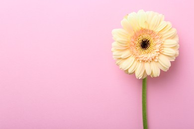 One beautiful tender gerbera flower on pink background, top view. Space for text