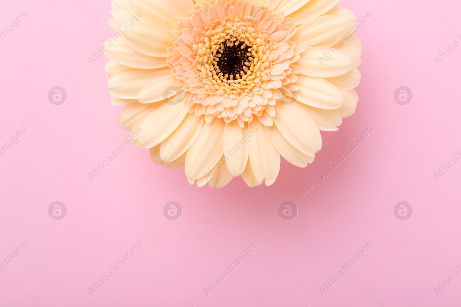 Photo of One beautiful tender gerbera flower on pink background, top view. Space for text