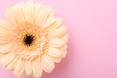 One beautiful tender gerbera flower on pink background, top view. Space for text