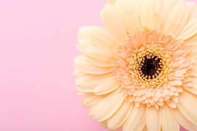 Photo of One beautiful tender gerbera flower on pink background, top view. Space for text