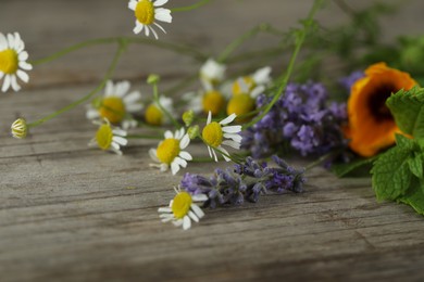 Photo of Beautiful chamomile flowers, lavender, mint and calendula on wooden table, closeup