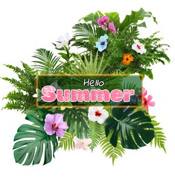Hello Summer text and composition of tropical plants on white background