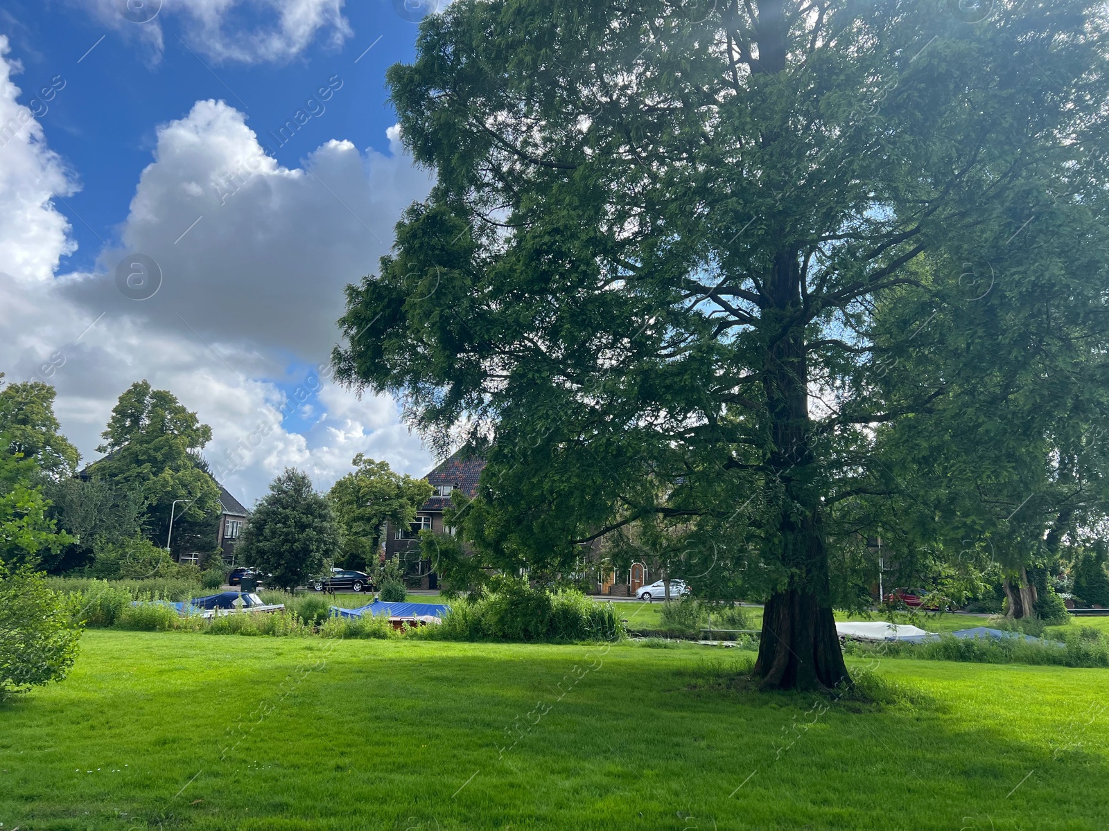 Photo of Beautiful tree with green leaves and fresh grass outdoors