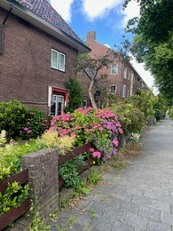 Photo of Beautiful colorful hydrangea flowers and other plants growing outdoors