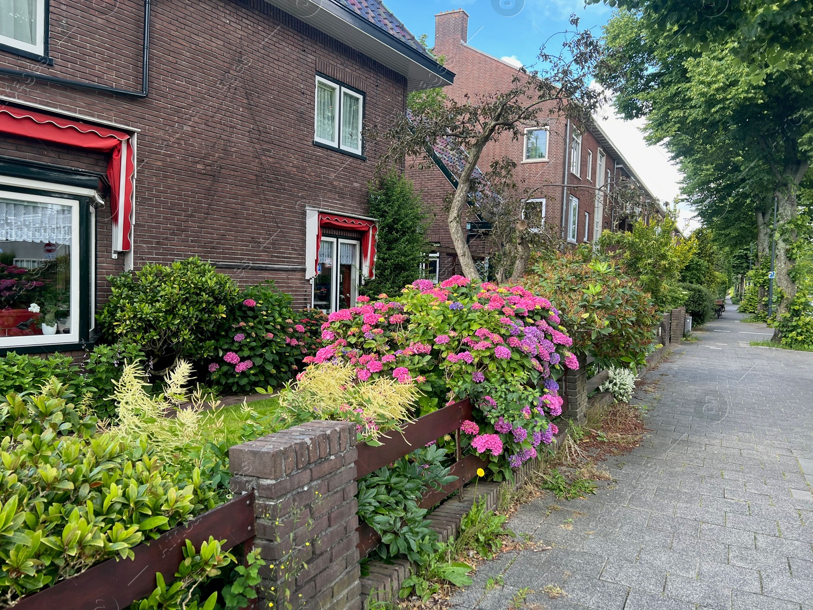 Photo of Beautiful colorful hydrangea flowers and other plants growing outdoors