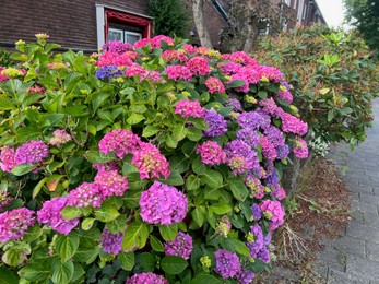 Blooming hydrangea plant with beautiful colorful flowers outdoors