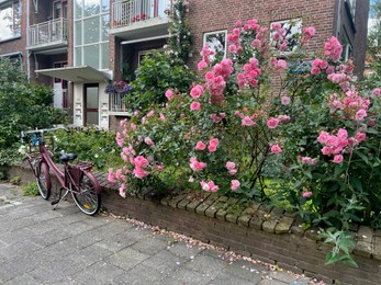 Photo of Beautiful blooming pink roses and bicycle near building