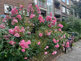 Beautiful blooming pink roses and bicycle near building