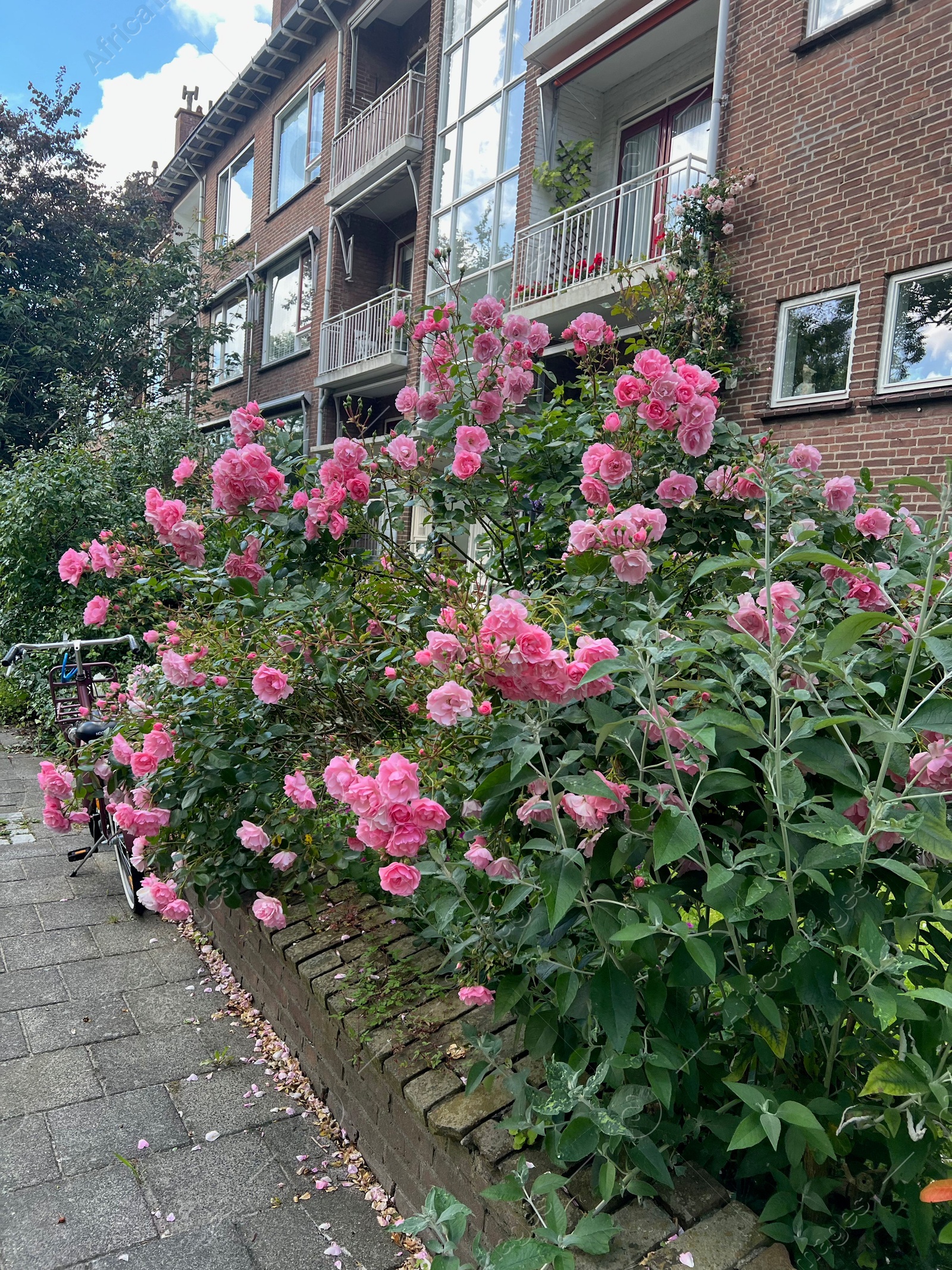 Photo of Beautiful blooming pink roses and bicycle near building