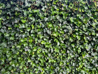 Photo of Beautiful lush ivy with green leaves outdoors as background, closeup