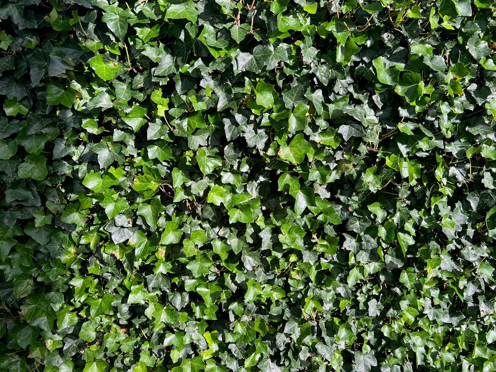 Photo of Beautiful lush ivy with green leaves outdoors as background, closeup