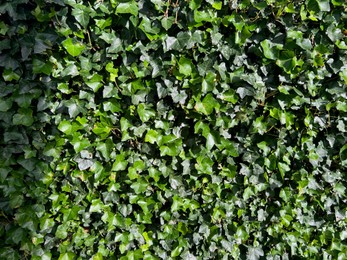 Photo of Beautiful lush ivy with green leaves outdoors as background, closeup