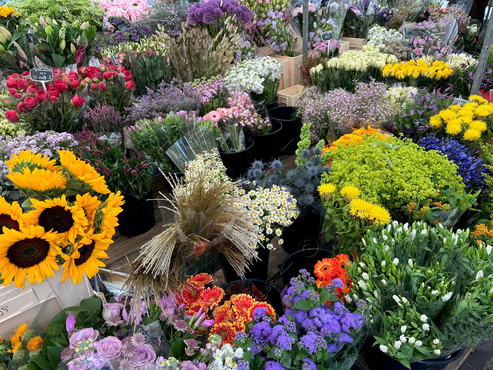 Photo of Assortment of beautiful flowers in floral shop