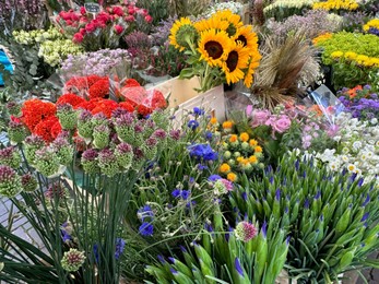 Assortment of beautiful flowers in floral shop