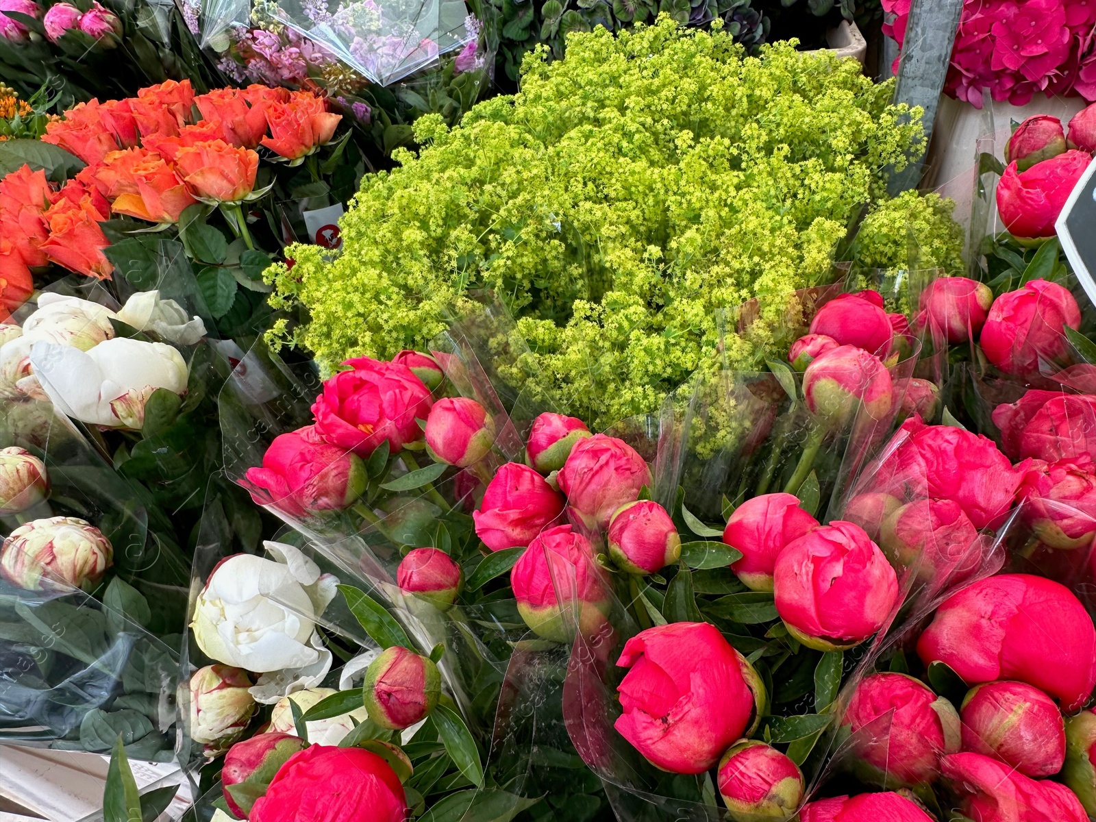 Photo of Assortment of beautiful flowers in floral shop, closeup