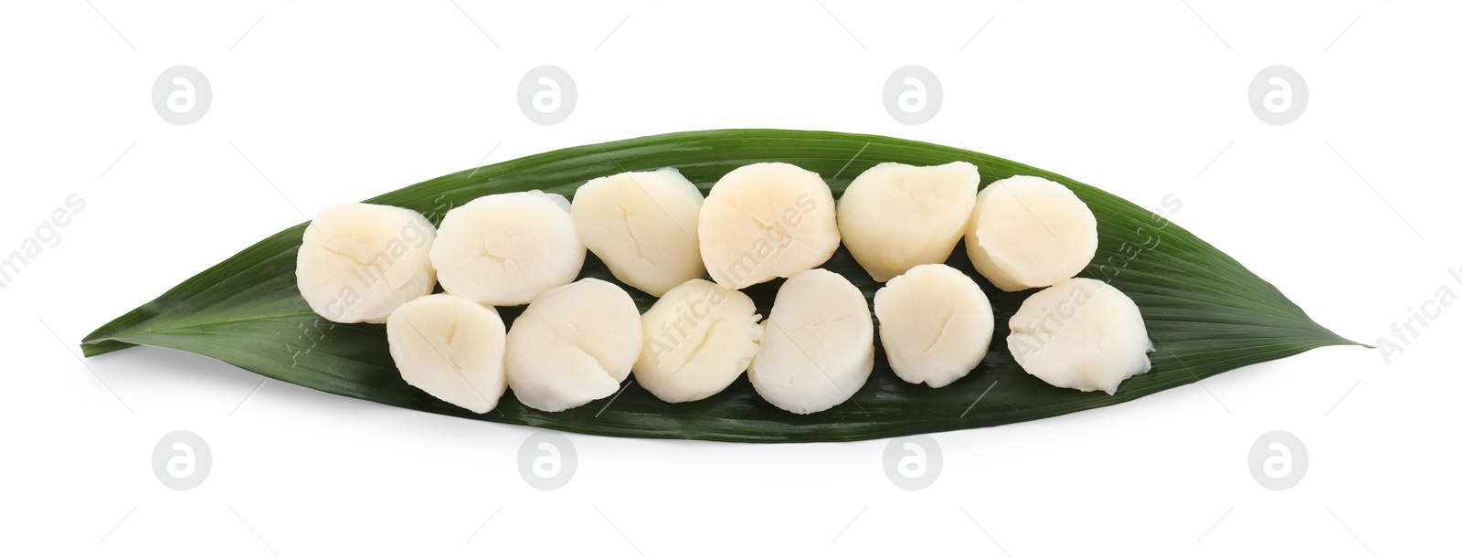 Photo of Fresh raw scallops and green leaf isolated on white, top view