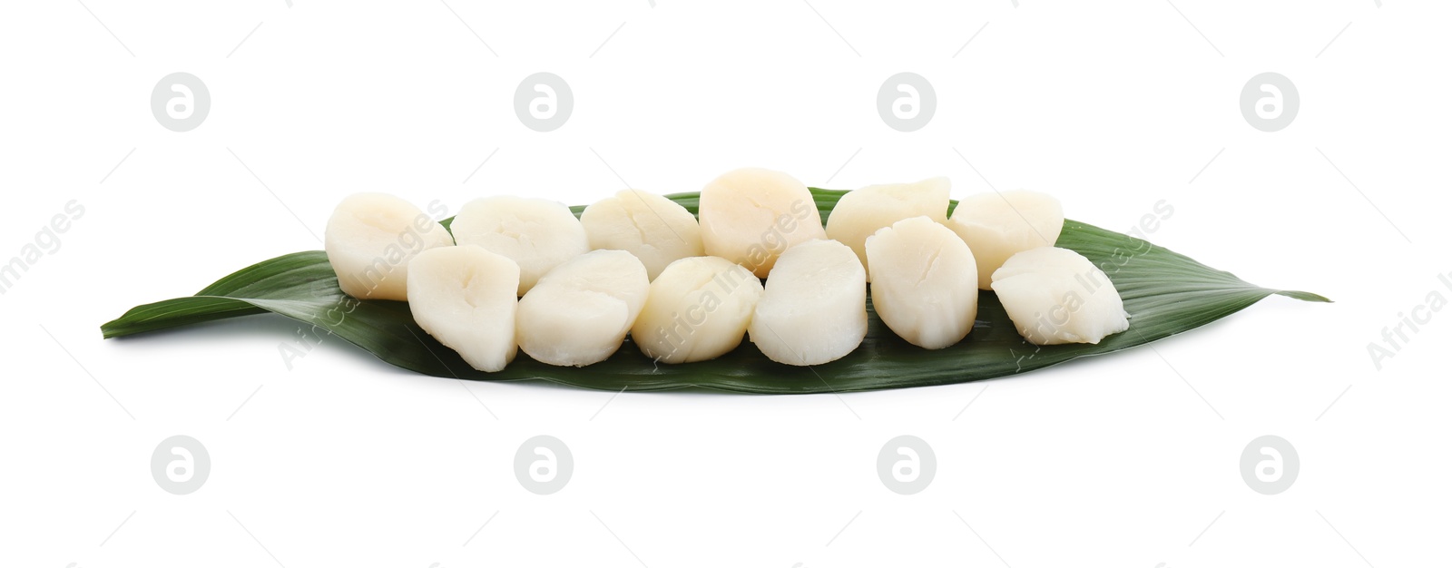 Photo of Fresh raw scallops and green leaf isolated on white