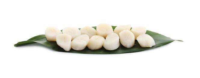 Fresh raw scallops and green leaf isolated on white