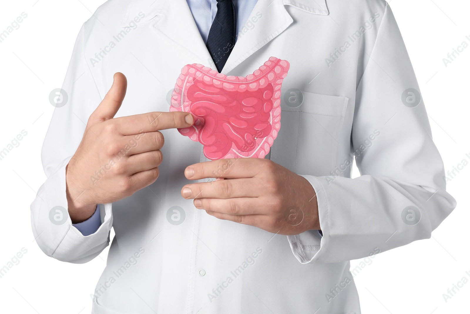 Photo of Doctor showing paper intestine cutout on white background, closeup