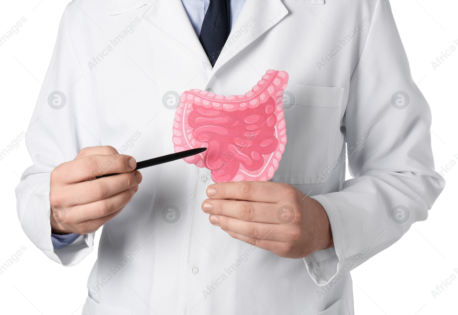 Photo of Doctor showing paper intestine cutout on white background, closeup