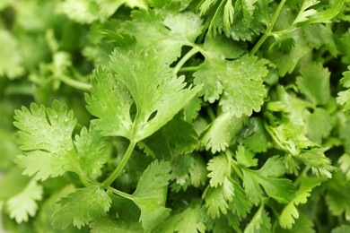 Fresh green coriander leaves as background, closeup