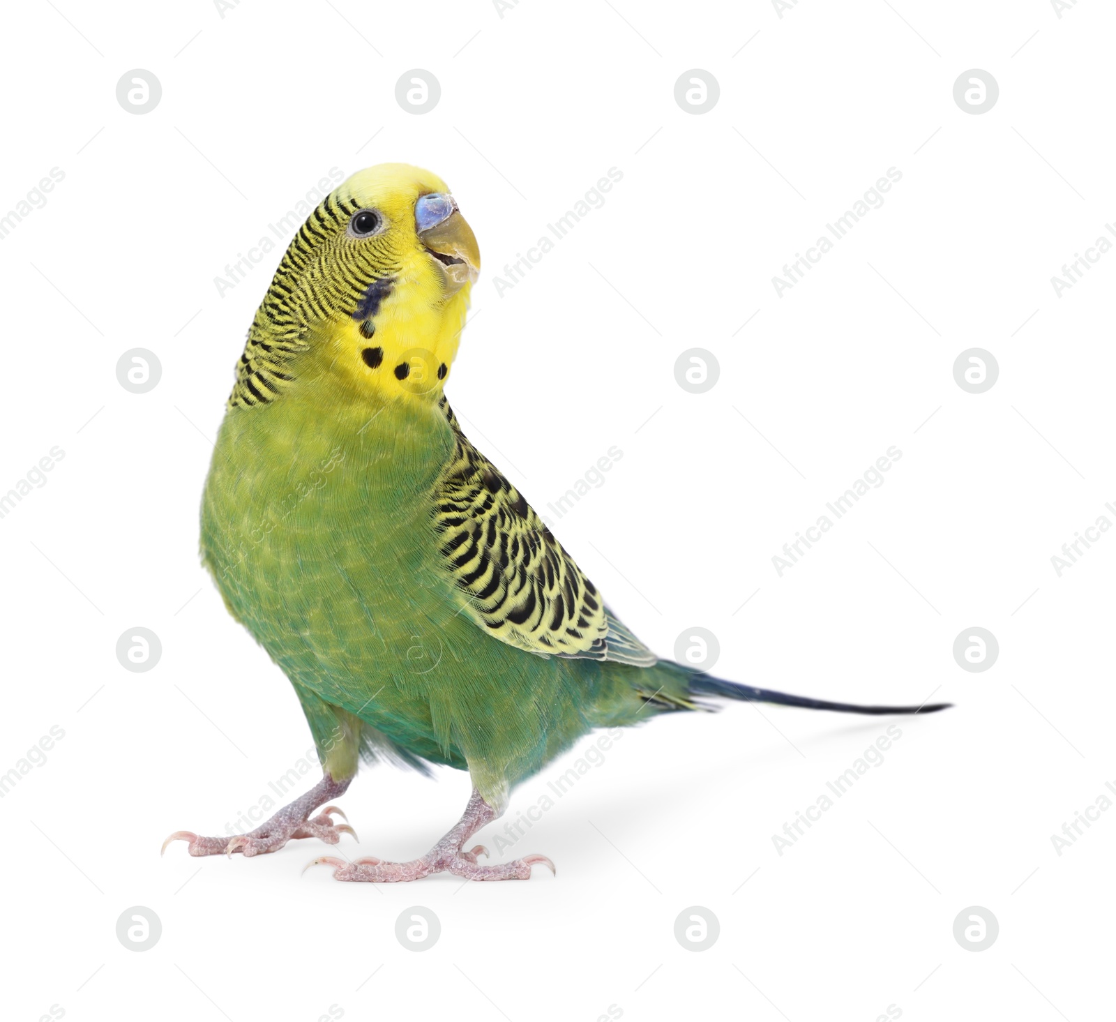 Photo of Beautiful bright parrot on white background. Exotic pet