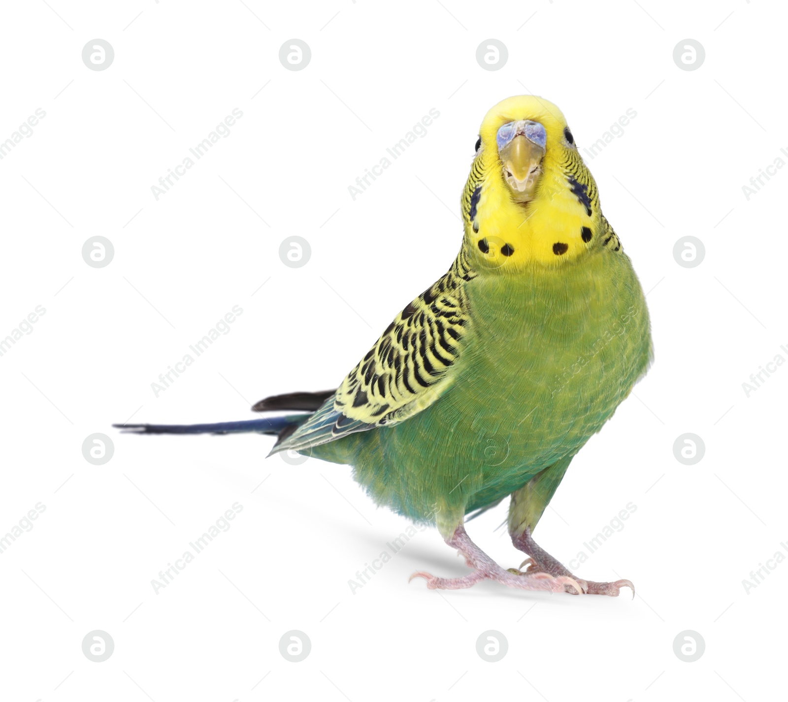 Photo of Beautiful bright parrot on white background. Exotic pet