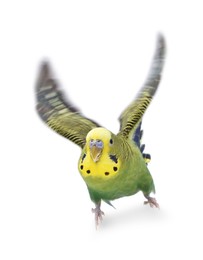 Beautiful bright parrot on white background. Exotic pet