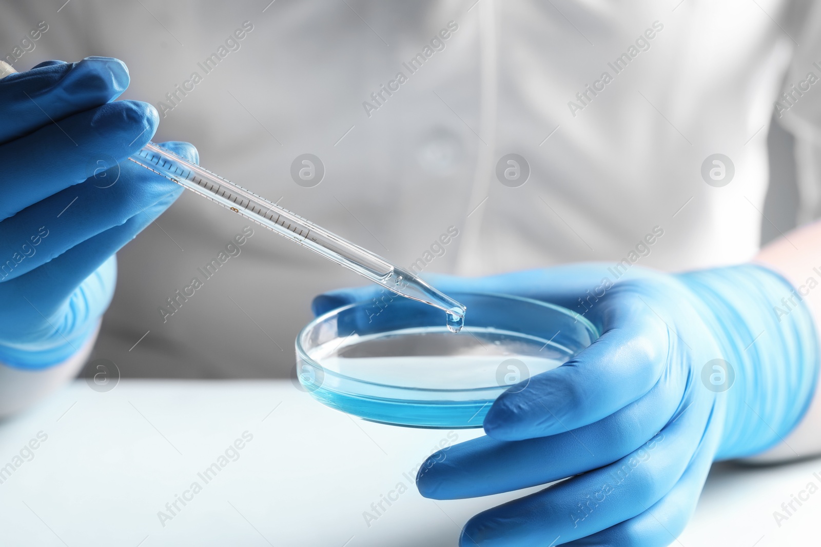 Photo of Doctor dripping liquid from pipette into petri dish at light table, closeup. Laboratory analysis