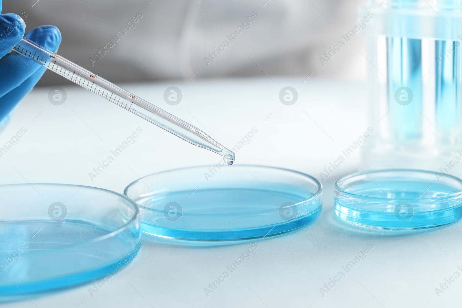 Photo of Doctor dripping liquid from pipette into petri dish at light table, closeup. Laboratory analysis