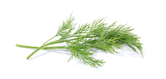 Photo of Sprigs of fresh green dill isolated on white