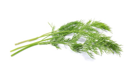 Photo of Sprigs of fresh green dill isolated on white