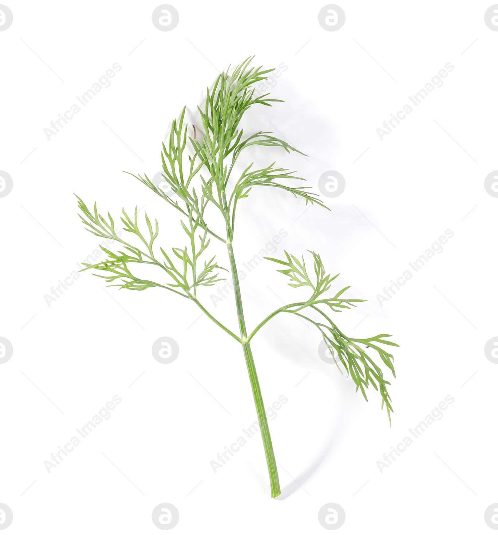 Photo of Sprig of fresh green dill isolated on white, top view