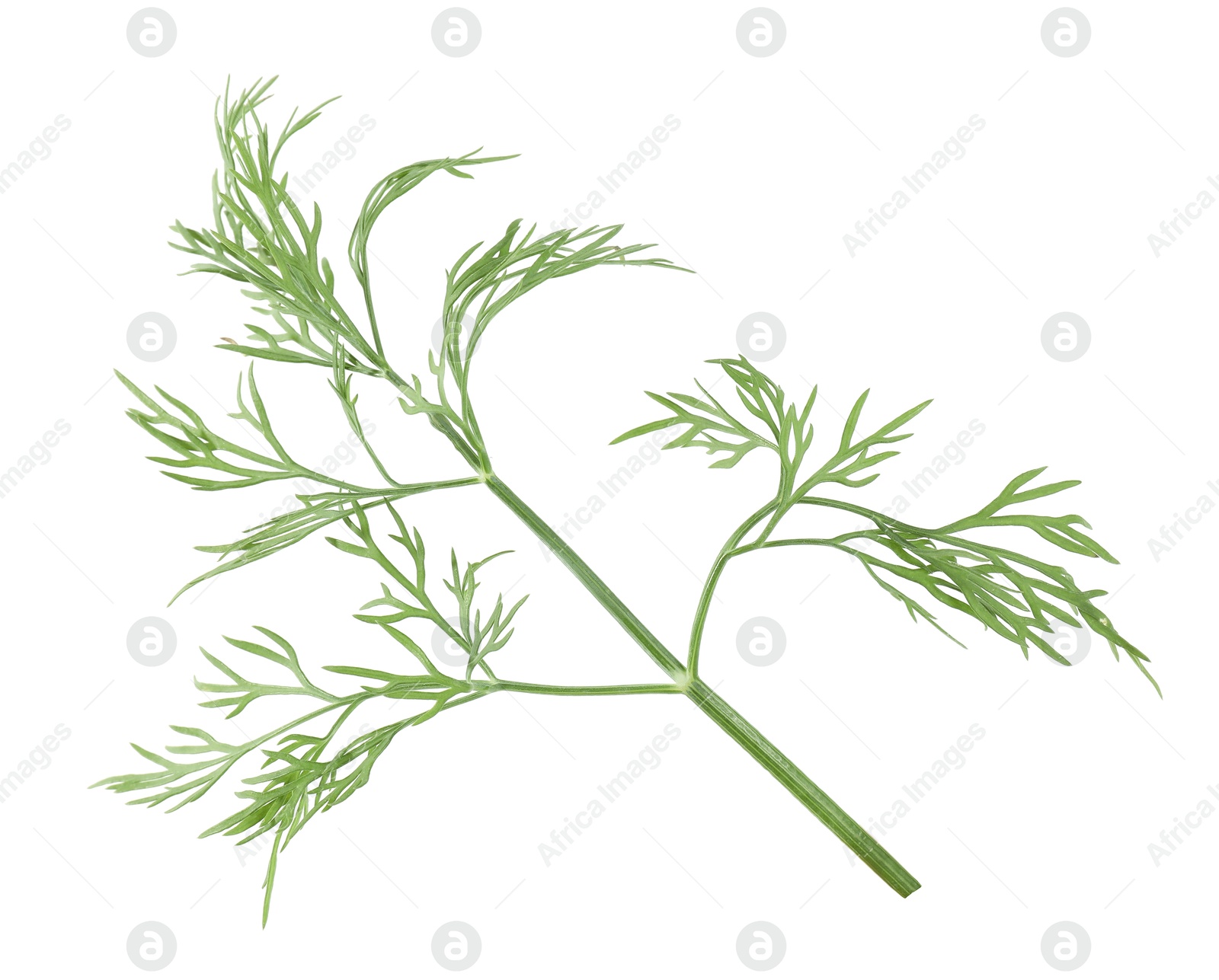 Photo of Sprig of fresh green dill isolated on white